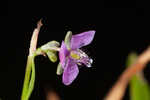 Nakedstem dewflower